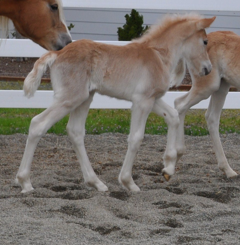 Haflinger Foal - Mane Attraction WSF